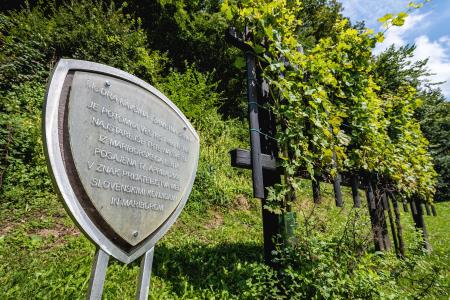 ZickaKartuzija_PotomkaVinskeTrte_Miha_Matavz_2