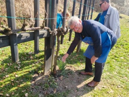Rez potomke Žička kartuzija